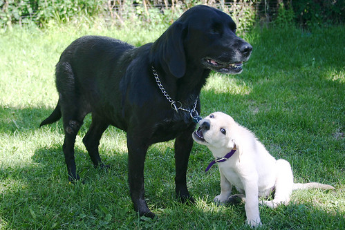 yellow and black labrador retrievers - Ebony and Lily