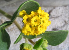 Yellow Sand Verbena