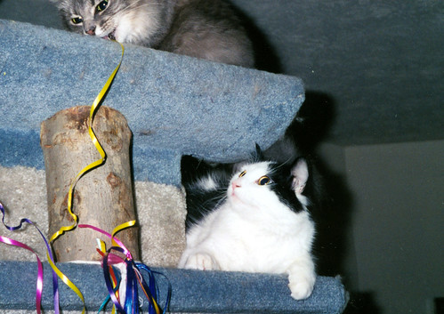 Aurora and Londo on the Cat Tree