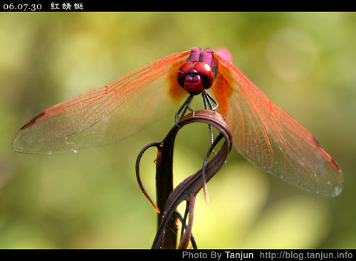 紅蜻蜓(三)