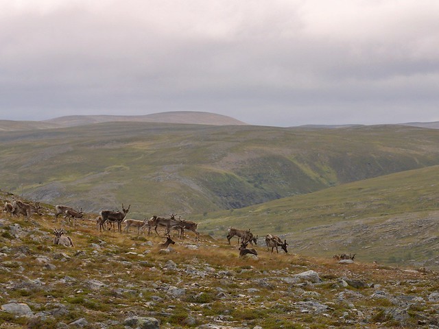 Tundra plateau