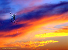 Sa-Dong Harbour Spider at Sunset 3