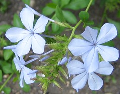 New Blue flower - Plumbago