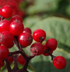 berries on an elder bush