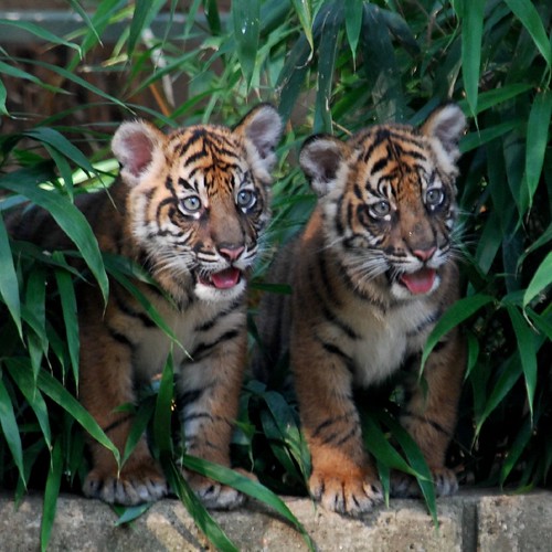 cute tiger cubs playing. Tiger Cubs @ Washington DC