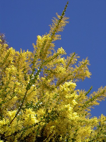 Wattle and the blue sky