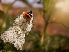 Red Admiral (PS edit)