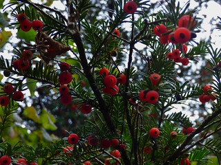 Yew Berries at Gait Barrows National Nature Reserve near Silverdale, Lancashire, England - October 2015