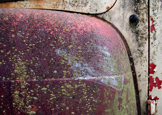 door hinge old ford abandoned metal truck vintage moss rust decay steel side rusty pickup f1 fender forgotten rusted hood mold curve peelingpaint flaking flaky mossy crusty decayed moldy truckside naturestrikesback backtotheearth mismatchedpaint benignneglect