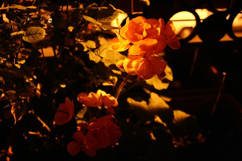 les roses après 22h