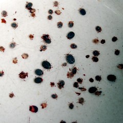 Major Types of Ticks