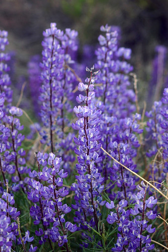 Purple Wildflowers