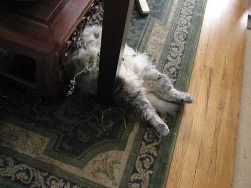maine coon cat. Passed Out Maine Coon Cat