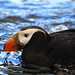 Tufted puffin in profile