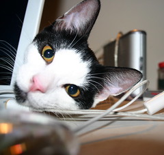 laptop kitten