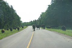 Cypress Hills Park cows on the road