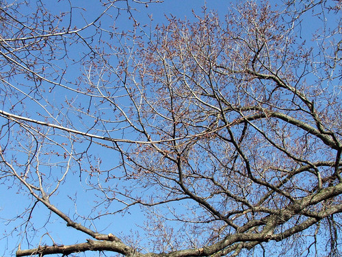 elm tree pictures. Elm trees in bud