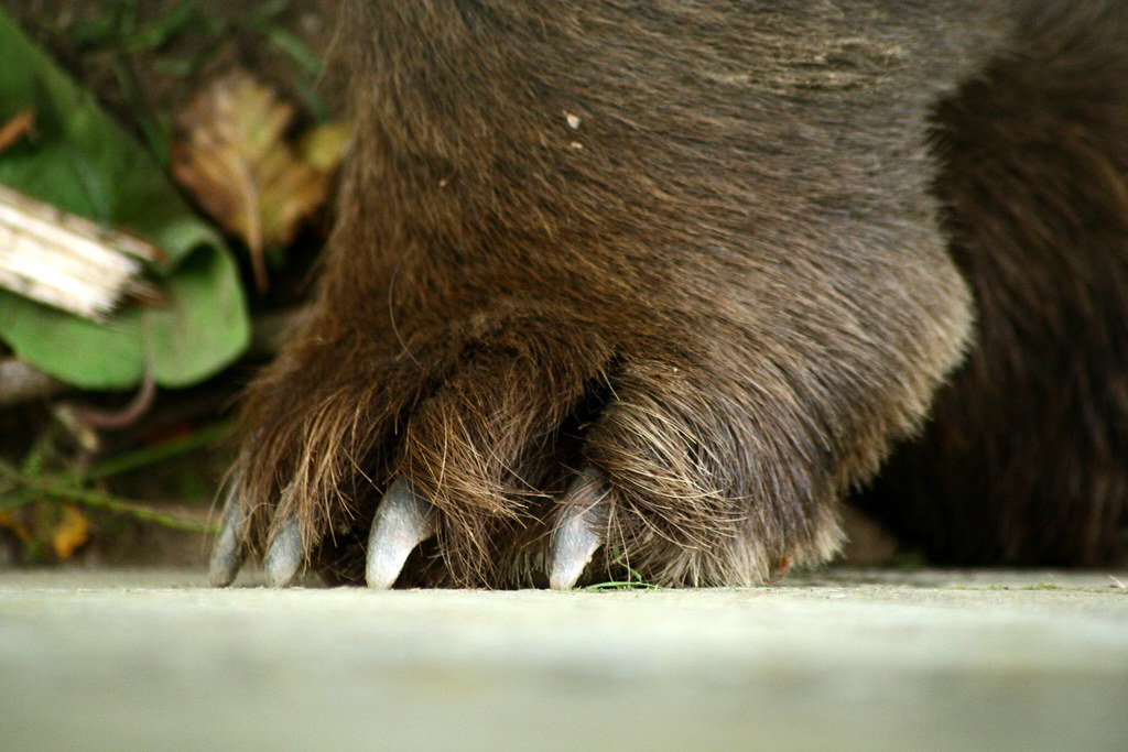 Paw of a bear