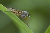 Snipe Fly (Rhagio scolopacea)