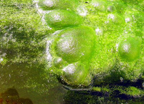 algae fuel