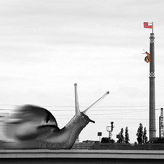 Snail Race by _ Krystian PHOTOSynthesis (wild-thriving) _
