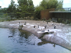 Penguins by their pool