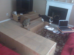 Maggie and Josie exploring the boxes