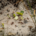 Leafcutter ants <a style="margin-left:10px; font-size:0.8em;" href="http://www.flickr.com/photos/148015128@N06/32540373152/" target="_blank">@flickr</a>
