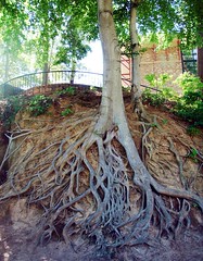 Exposed gnarly roots in Fall River Park
