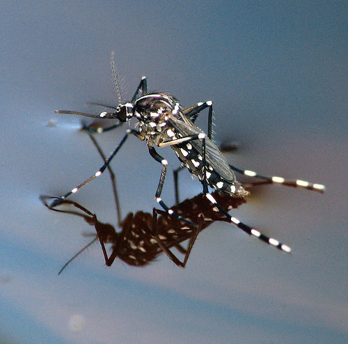 Asian Tiger Mosquito by smccann.
