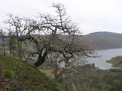 Quercus garryana (Garry Oak)