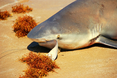 bull shark facts. A Bull Shark Caught and Killed