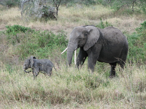Elephants... Serengeti National Park