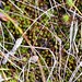 Polytrichum commune; common haircap moss