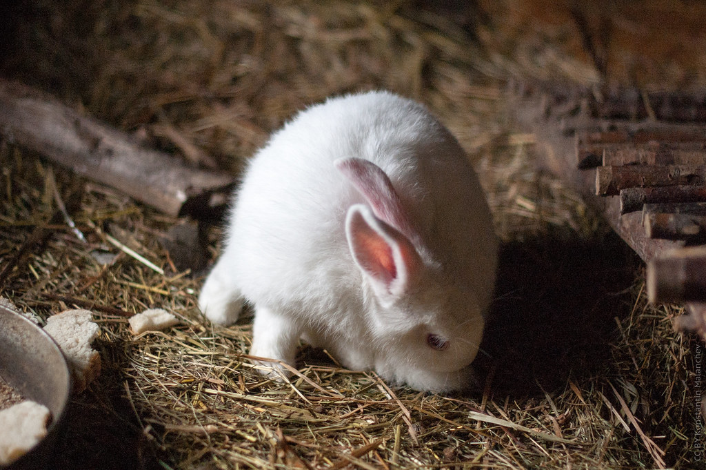 : Rabbit