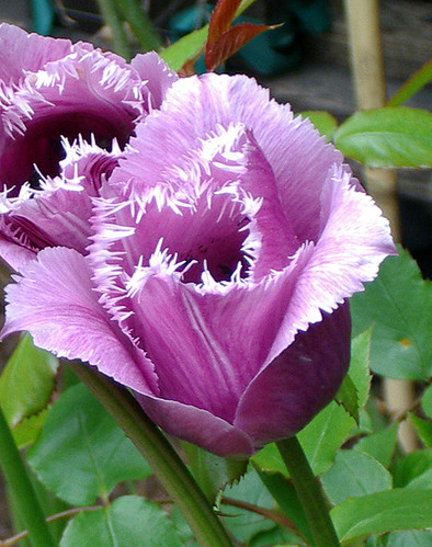 Purple fringed tulips