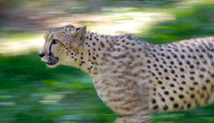 This cheetah picture from flickr is from Don Van Dyke and has the nc-nd-2.0 license.