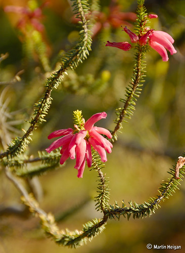 South African Wild Flowers (Erica)
