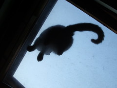 cat from below