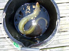 'Marine snow' could herald breakthrough in race to save eels