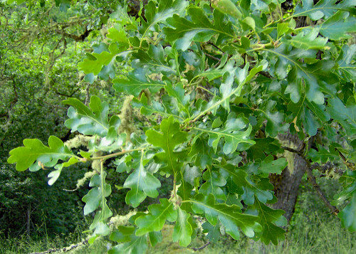poison oak leaves. poison oak leaves.