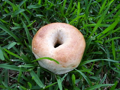 Bagel, hold the grass