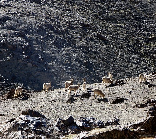 Ibex in Khunjrab National Park
