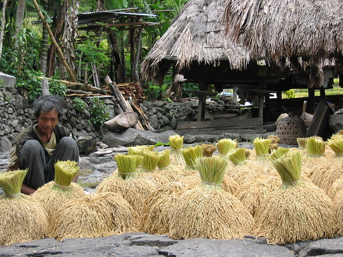 oldman old man banaue road rice drying indigenous rural traditional elderly philippines filipino igorot indigenous