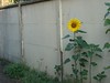 NSD  sunflower's first glimps jeudi026