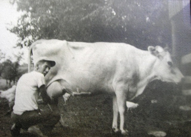 Daddy milking  a cow 1949.