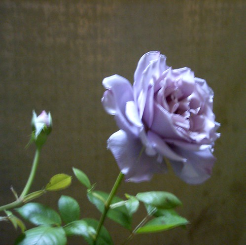 Beautiful Blue Rose for Marie Rose Ferron pic2 May 11 2006 by Marie Rose 