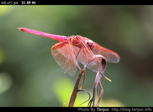紅蜻蜓(五)
