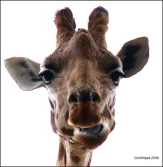 Giraffe: Keeping An Eye On You