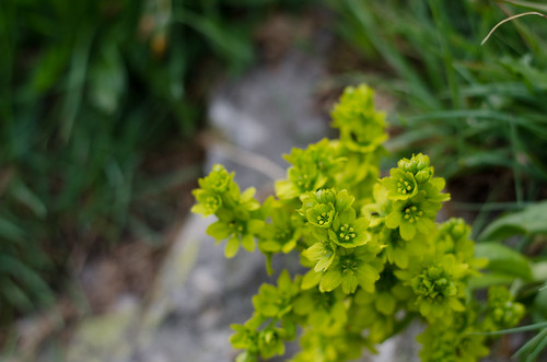 Small plants - so charming ©  Still ePsiLoN